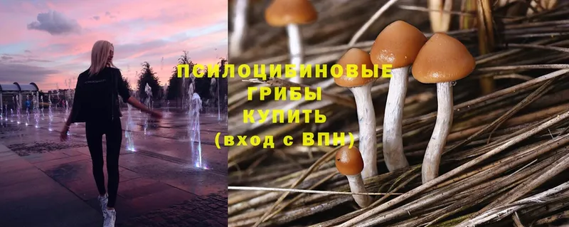 Псилоцибиновые грибы Psilocybe  продажа наркотиков  Приморско-Ахтарск 